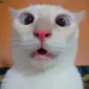 Bagaimana Kucing Memilih Orang yang Disayanginya?, Ternyata Inilah Caranya 