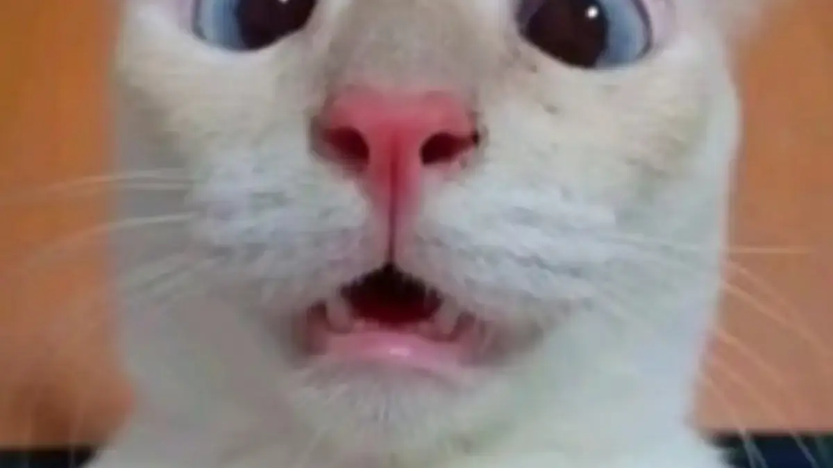 Bagaimana Kucing Memilih Orang yang Disayanginya?, Ternyata Inilah Caranya 