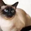 5 Fakta Menarik Tentang Kucing Siam, Kucing yang Memiliki Sifat yang Sangat Menarik 