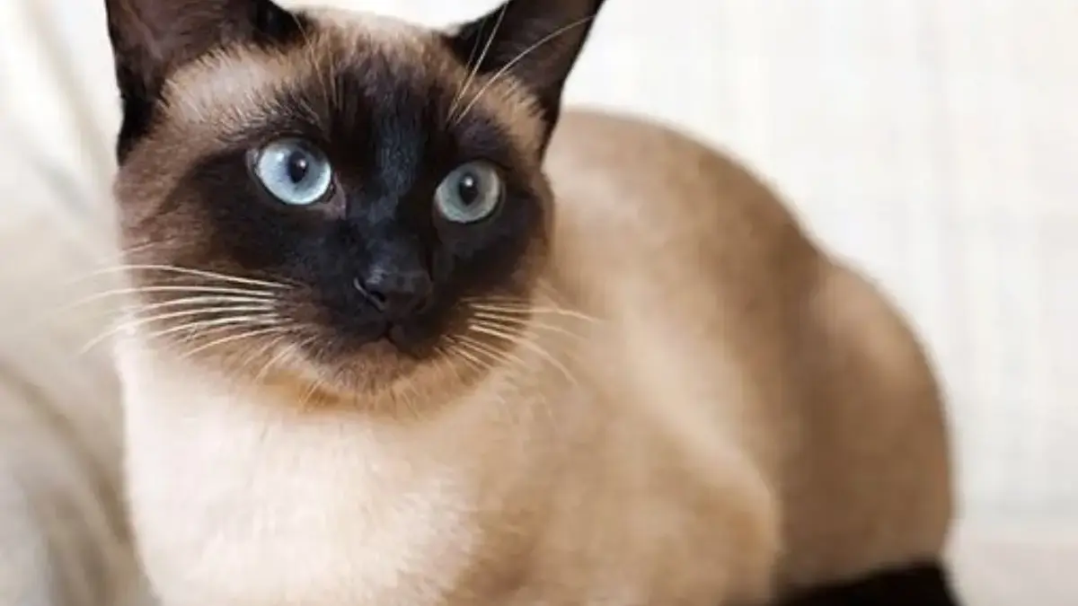 5 Fakta Menarik Tentang Kucing Siam, Kucing yang Memiliki Sifat yang Sangat Menarik 
