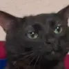Dianggap Mistis ! Inilah Fakta Menarik Kucing Hitam