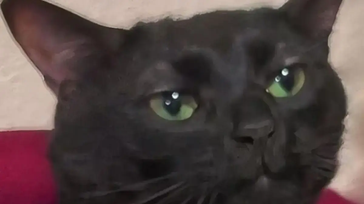 Dianggap Mistis ! Inilah Fakta Menarik Kucing Hitam
