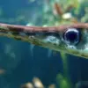 5 Jenis Ikan Alligator Gar, Jenis Ikan yang Memiliki Moncong Mirip Buaya 