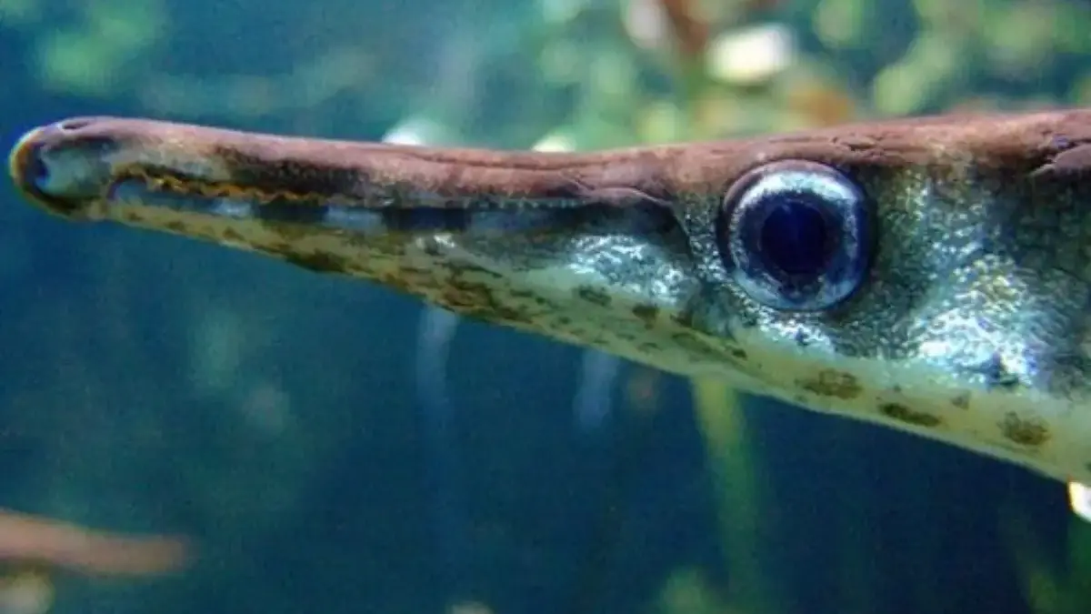 5 Jenis Ikan Alligator Gar, Jenis Ikan yang Memiliki Moncong Mirip Buaya 