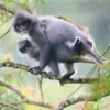 Sudah Sangat Langka, 5 Fakta Tentang Monyet Presbytis Comata