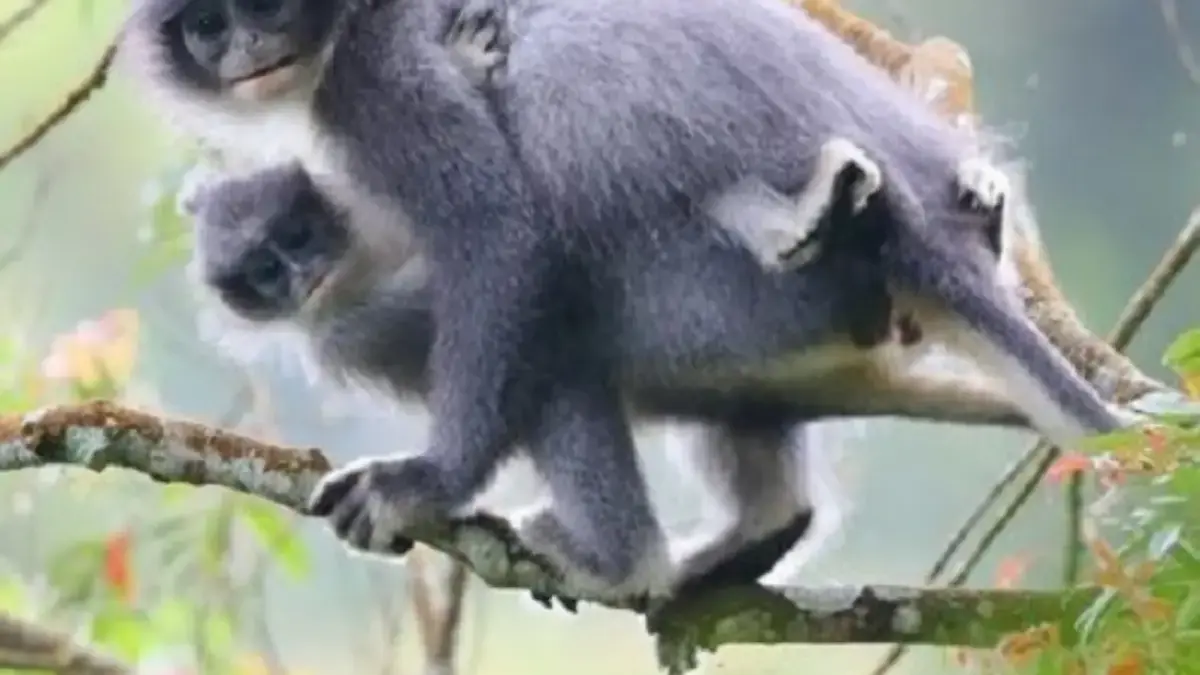 Sudah Sangat Langka, 5 Fakta Tentang Monyet Presbytis Comata