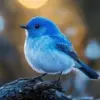 Memiliki Bulu Berwarna Biru, 5 Fakta Menarik Burung Mountain Blue