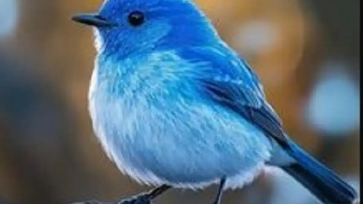Memiliki Bulu Berwarna Biru, 5 Fakta Menarik Burung Mountain Blue