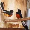  Beginilah Cara Ternak Burung Murai Batu 