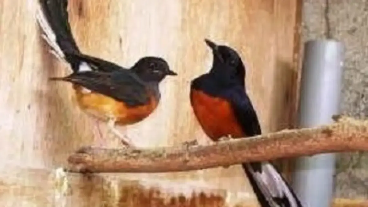  Beginilah Cara Ternak Burung Murai Batu 
