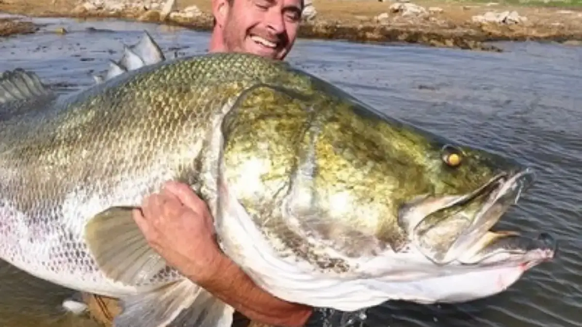 Memiliki Ukuran yang Besar dan Hidup Di Sungai Nil  Fakta Tentang Ikan Nile Perch 