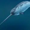 5 Fakta Tentang Narwhal, Jenis Paus yang Memiliki Semacam Tanduk 