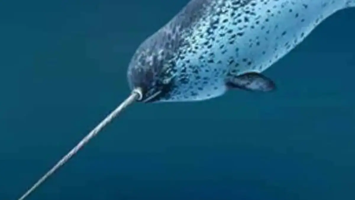 5 Fakta Tentang Narwhal, Jenis Paus yang Memiliki Semacam Tanduk 