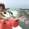  Memiliki Gigi yang Sangat Tajam 5 Fakta Menarik Tentang Ikan Hydrolycus Scomberoides