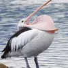 6 Fakta Menarik Burung Pelican, Sudah ada Sejak Tiga Puluh Juta Tahun 