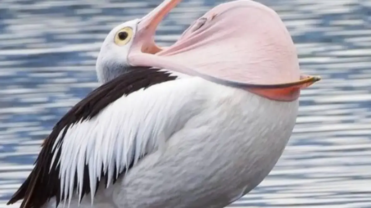 6 Fakta Menarik Burung Pelican, Sudah ada Sejak Tiga Puluh Juta Tahun 