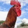 5 Fakta Menarik Tentang Ayam Pelung, Jenis Ayam Khas Jawa Barat 