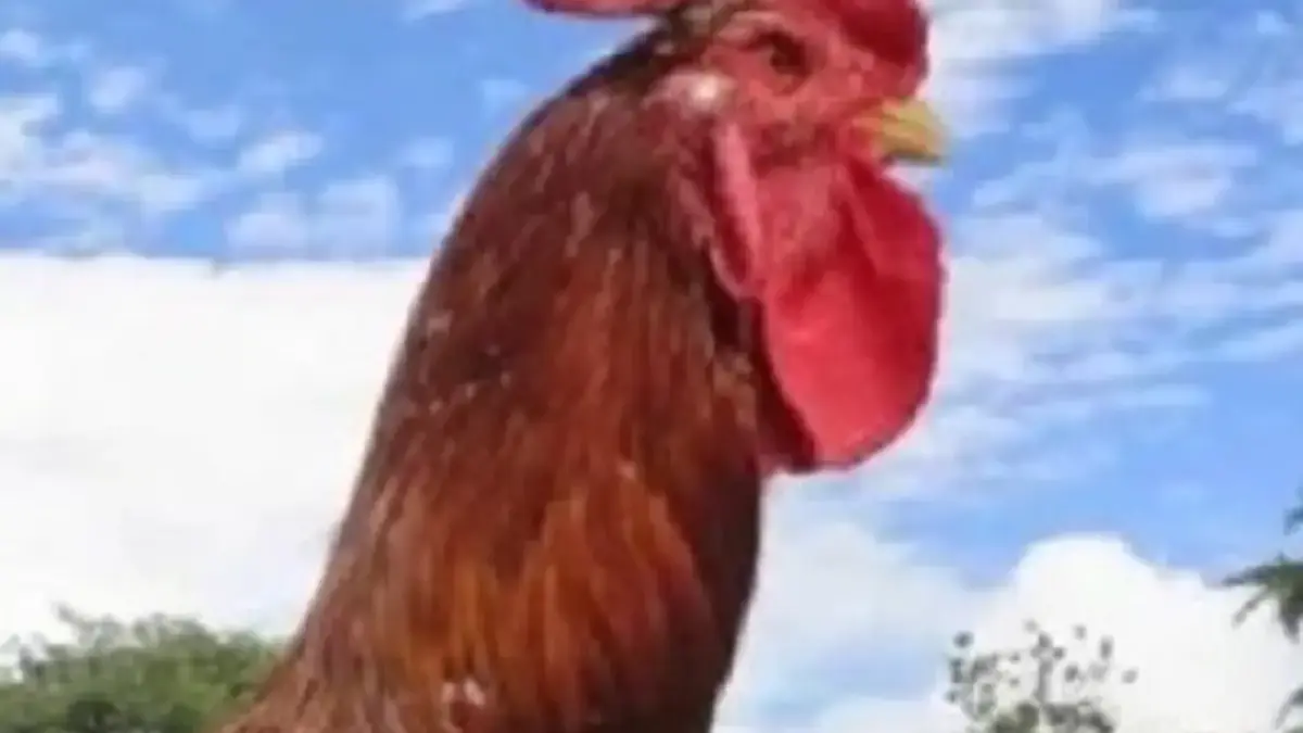 5 Fakta Menarik Tentang Ayam Pelung, Jenis Ayam Khas Jawa Barat 