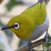 Jenis Burung Pleci dengan Suara nya yang Sangat Indah dan Cocok Untuk di Lombakan 