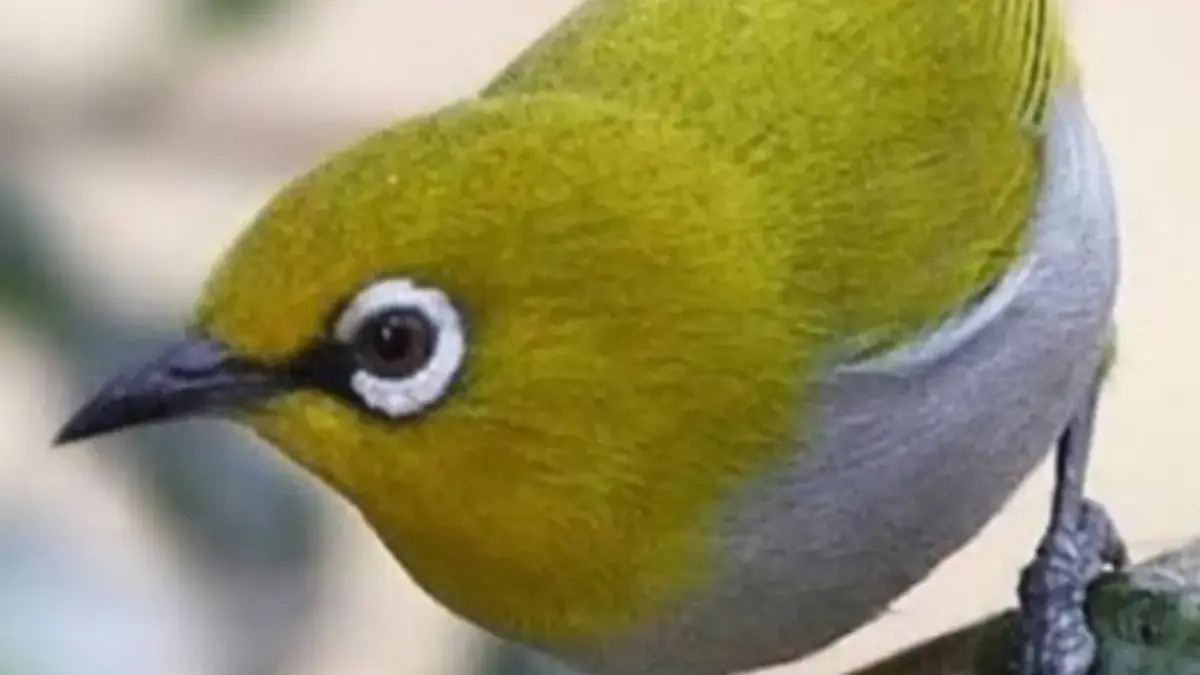 Jenis Burung Pleci dengan Suara nya yang Sangat Indah dan Cocok Untuk di Lombakan 
