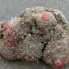 Batu Hidup yang Bisa Dimakan Inilah Pyura Chilensis 