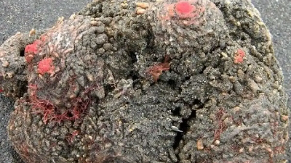Batu Hidup yang Bisa Dimakan Inilah Pyura Chilensis 