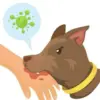 Segera Cek Hewan Peliharaan Kamu Sebelum Terkena Ciri-Ciri Rabies Berikut