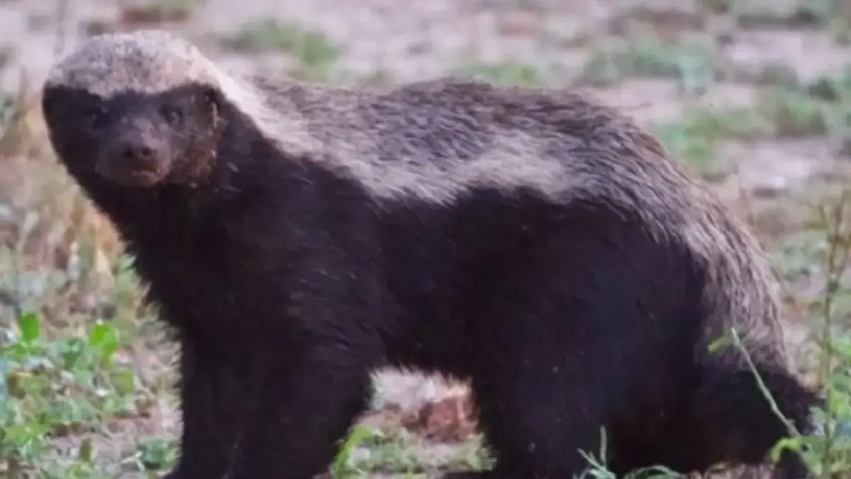 Fakta Menarik Tentang Ratel, Hewan yang Sangat Kuat dan Tahan Akan Bisa Ular