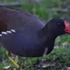 4 Fakta Burung rawa Gough, Salah Satu Jenis Burung yang Misterius 