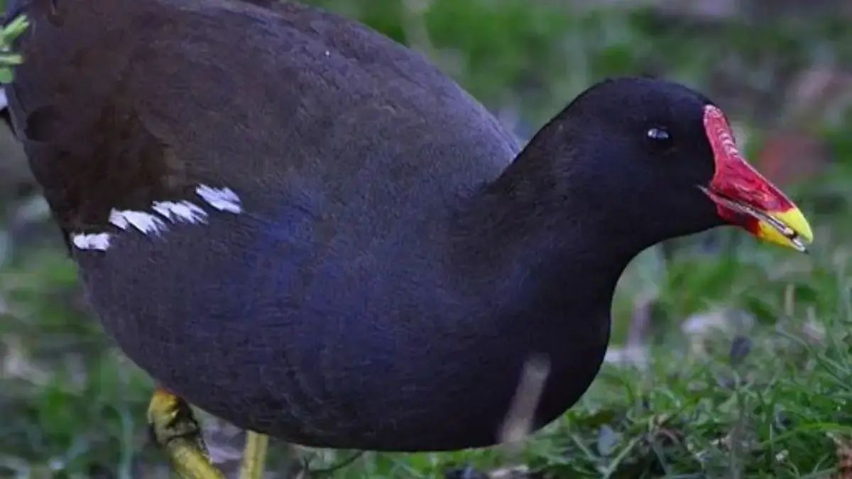 4 Fakta Burung rawa Gough, Salah Satu Jenis Burung yang Misterius 