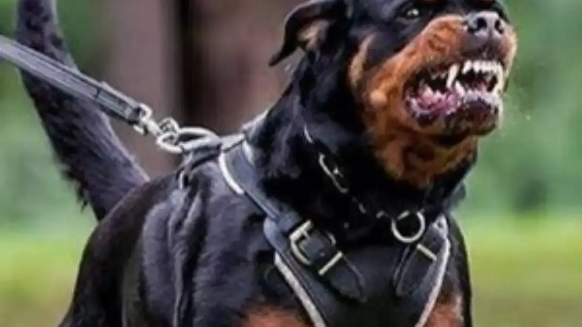 Bisa Manjadi Berbahaya Inilah, 5 Jenis Anjing yang Sangat Berbahaya Bagi Manusia