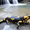 5 Fakta Menakjubkan Tentang Lake Patzcuaro Salamander, Hewan Endemik di Danau Patzcuaro 