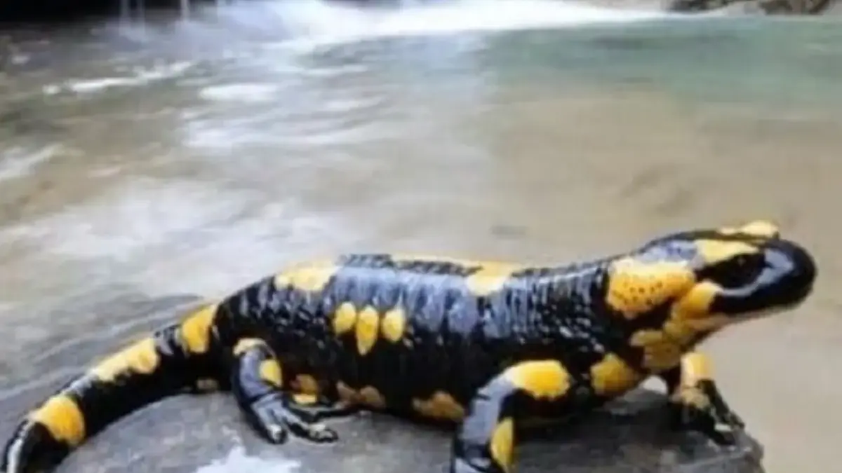 5 Fakta Menakjubkan Tentang Lake Patzcuaro Salamander, Hewan Endemik di Danau Patzcuaro 