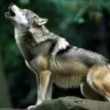 Memiliki cara unik Untuk Menangkap Mangsanya, 5 Hewan Predator dengan Keahlian Berburu yang Mengagumkan 