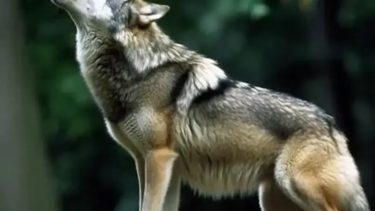 Memiliki cara unik Untuk Menangkap Mangsanya, 5 Hewan Predator dengan Keahlian Berburu yang Mengagumkan 
