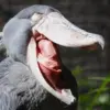 5 Fakta Tentang Shoebill, Jenis Burung Bangau yang Memiliki Paruh yang Kuat