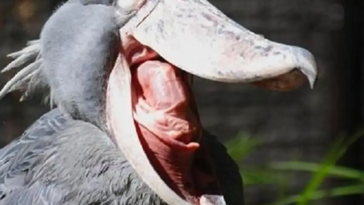 5 Fakta Tentang Shoebill, Jenis Burung Bangau yang Memiliki Paruh yang Kuat