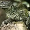 5 Fakta Menarik Tentang Hydrosaurus Weberi