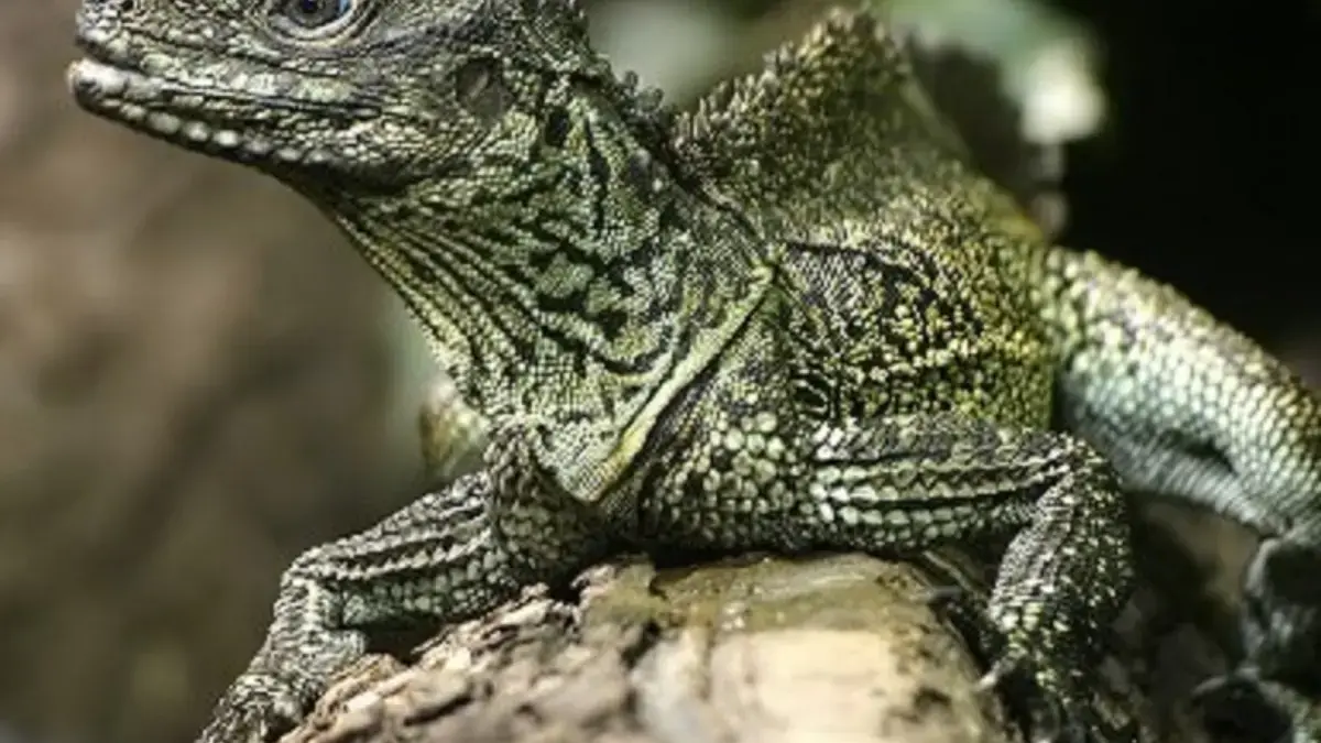 5 Fakta Menarik Tentang Hydrosaurus Weberi