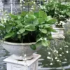 Jenis-Jenis Tanaman Air yang Menarik untuk Kebun Mini