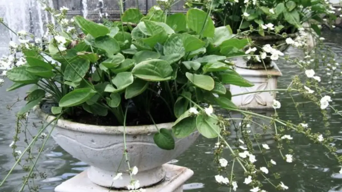 Jenis-Jenis Tanaman Air yang Menarik untuk Kebun Mini
