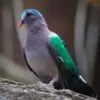 5 Fakta Tentang Burung Chalcophaps Indica, Burung Merpati yang Sangat Eksotis