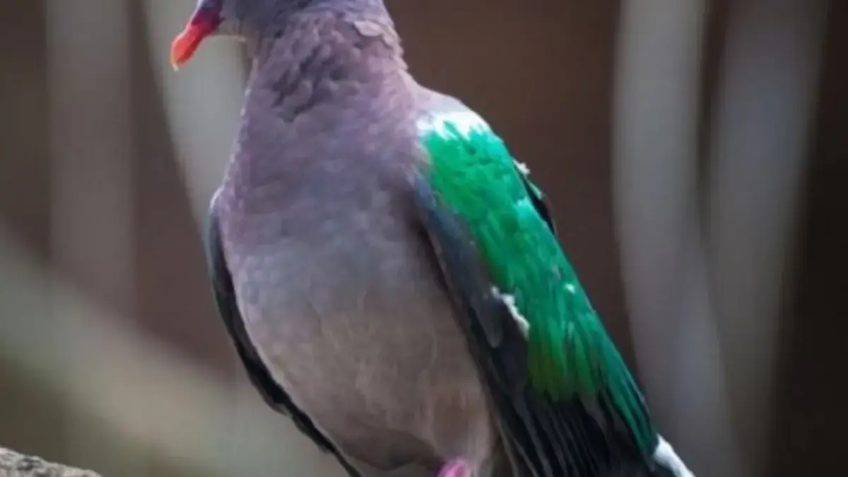 5 Fakta Tentang Burung Chalcophaps Indica, Burung Merpati yang Sangat Eksotis