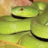Fakta Menarik Tentang Ular Trimeresurus insularis, Ular yang Cantik Namun Sangat Berbisa