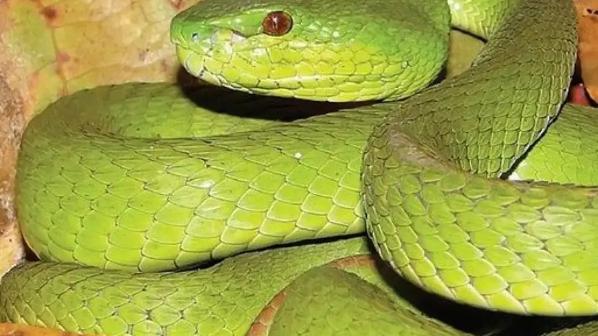 Fakta Menarik Tentang Ular Trimeresurus insularis, Ular yang Cantik Namun Sangat Berbisa