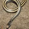 5 Fakta Tentang Ular Xenochrophis Vittatus, Ular Air Kecil dan Biasa ditemui di Sekitar Sungai