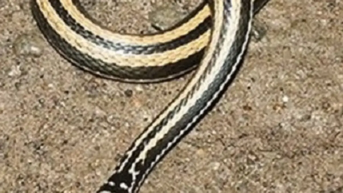 5 Fakta Tentang Ular Xenochrophis Vittatus, Ular Air Kecil dan Biasa ditemui di Sekitar Sungai