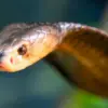 5 Fakta Menarik Tentang Ular Naja Sputatrix, atau Ular Kobra Jawa