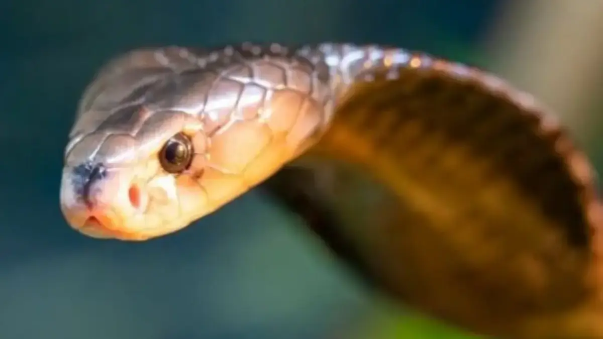 5 Fakta Menarik Tentang Ular Naja Sputatrix, atau Ular Kobra Jawa