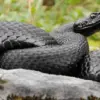 5 Spesies Ular Viper yang Sangat Berbahaya Apabila Tergigit 